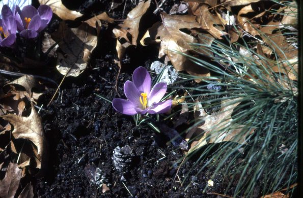 s1_002_FlowerBackYard