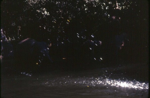 s2_012_ElephantsIThinkAdventureland