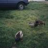 Ducks012